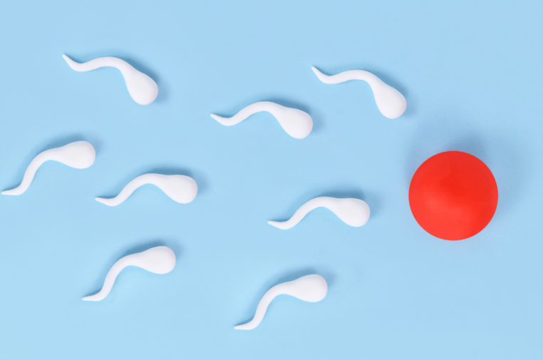 Family Building Options: Using an Egg or Sperm Donor