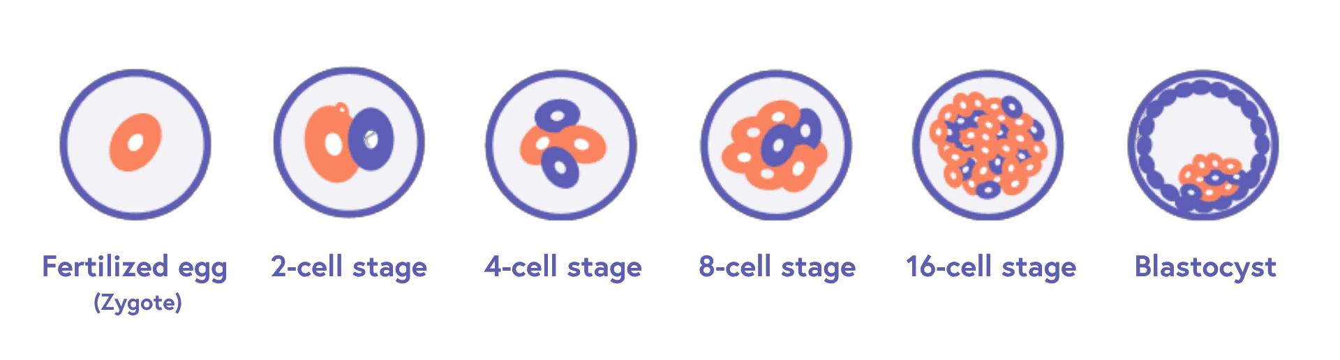 Embrro Gradin Embryo Development | Fertility Centers of Illinois
